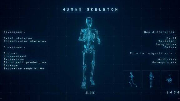 人体骨骼x射线动画|可循环