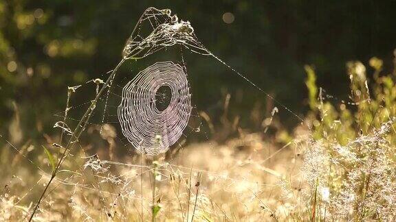 清晨的阳光下草上的蜘蛛网上的露珠闪闪发光