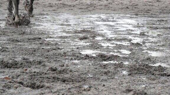 马蹄在泥上奔跑在潮湿泥泞的地面上慢跑的种马的腿的特写近距离的爪子奔驰慢动作