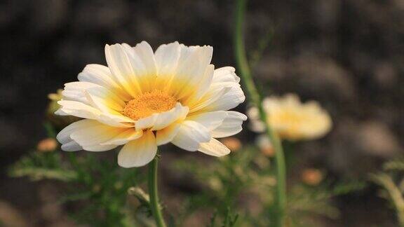 盛开的白色黄色雏菊在花园里随风摇摆