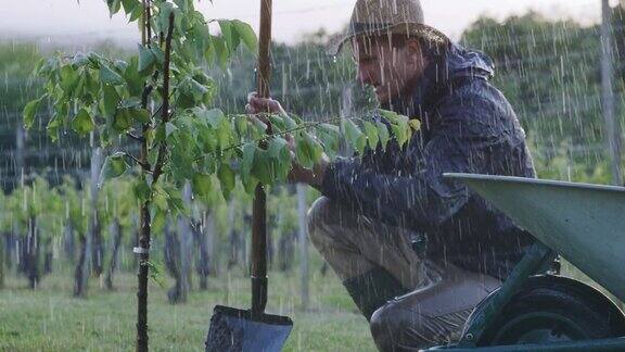一名男子用铲子在多雨的果园里种植果树