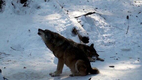 冷狼嚎叫狼穿过森林区域