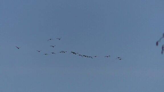 一群正在迁徙的灰雁