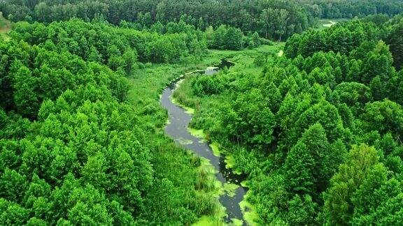 鸟瞰大自然河上绿藻丛生