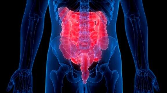 人体消化系统解剖学(大肠和小肠)