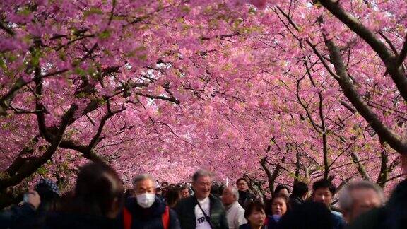 美丽的河津樱花节樱花盛开