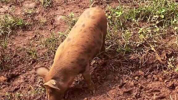 快乐的小猪在农场的泥里玩耍