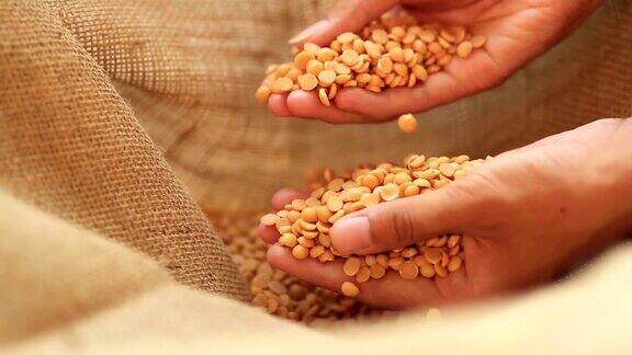大豆是素食和健康饮食的蛋白质来源