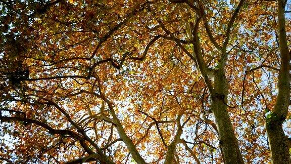 在金色的阳光下秋天的无花果树的冠与彩色的叶子