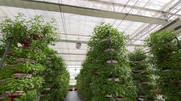蔬菜生长在美丽的现代园艺温室新的农业技术