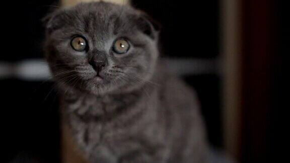 苏格兰垂耳银猫饶有兴趣地看着镜头