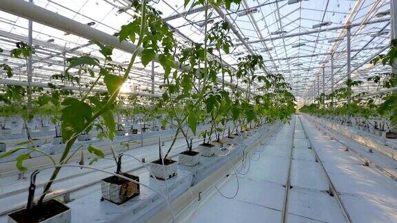 一个大温室有很多长排的植物