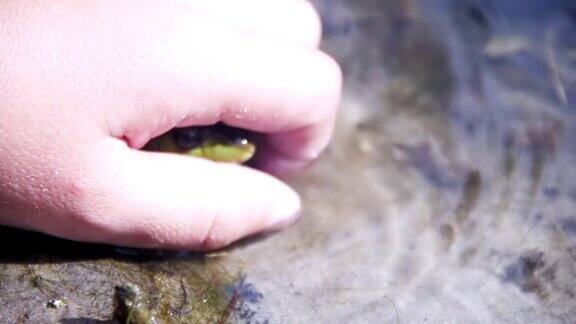 绿色的青蛙坐在河边慢动作