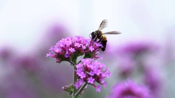 飞着花的蜜蜂