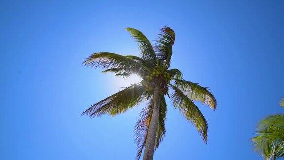 Trancoso海滩棕榈树巴伊亚巴西