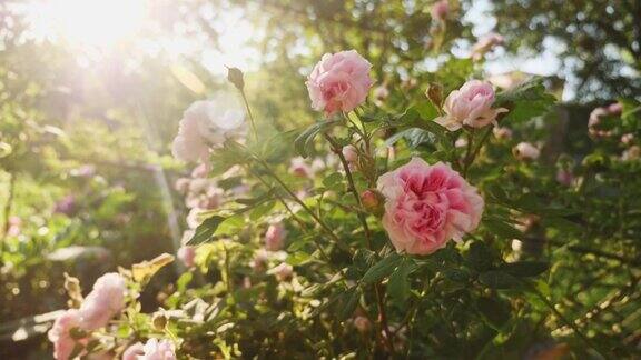 盛开的一丛粉红色玫瑰