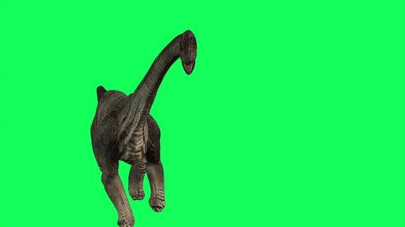 4k动画-腕龙在绿色屏幕背景上行走侏罗纪恐龙世界