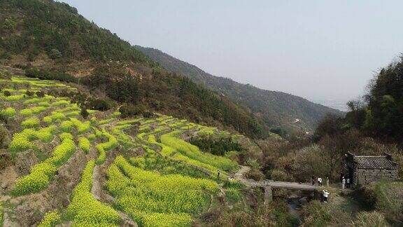 春天油菜花梯田的航空摄影