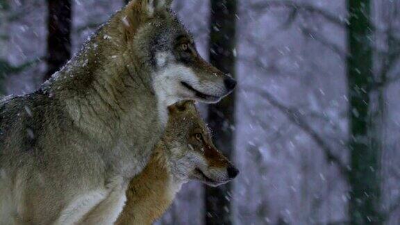 狼和冬季