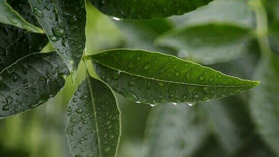 树叶上的雨滴