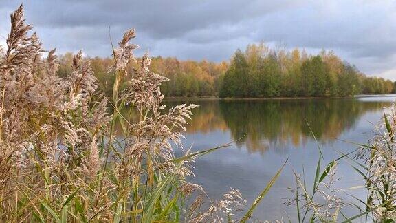 秋雨天湖岸上蓬松的芦苇草