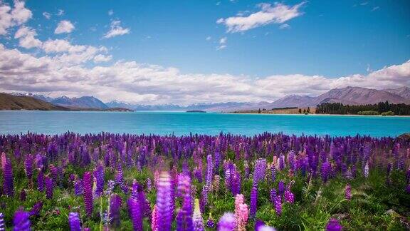 时光流逝-美丽的羽扇花在特卡波湖新西兰