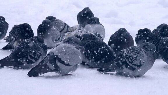在冬天下雪的时候一只灰色的鸽子坐在雪地上