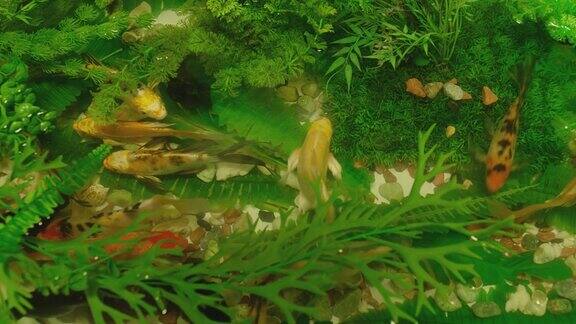 许多色彩鲜艳的鲤鱼或日本锦鲤游动游动在水族馆水下有一群美丽的金鱼美丽奇异的大自然树叶海水里的植物特写慢动作