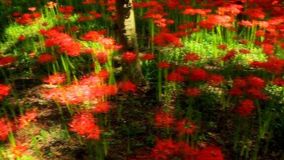红蜘蛛百合在森林中景手持式拍摄