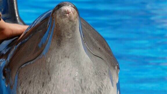 海洋动物海豚