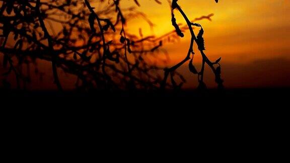 白桦日落剪影树枝在橙色的自然景观