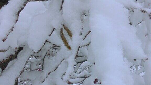 冬天一场大雪后树枝被白雪覆盖特写