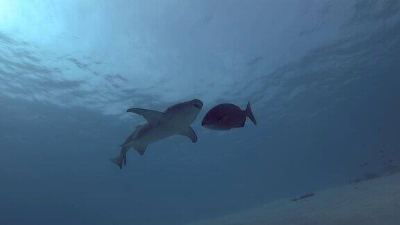 亚洲印度洋马尔代夫黄褐色的护士鲨在蓝色的水里游过沙底