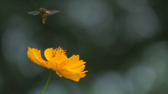 黄花上的蜜蜂与平滑的散景背景慢动作