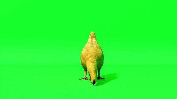 小鸡在一个孤立的绿色背景上Chromakey绿色的屏幕三维动画无缝循环