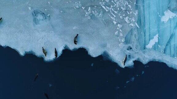 飞过冰岛冰川冰原上的海豹