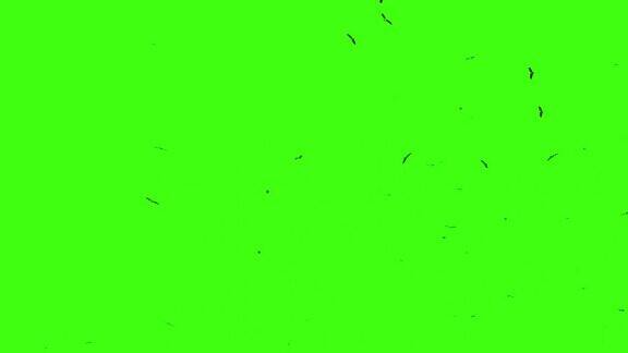 一群黑鸟在绿幕上飞翔