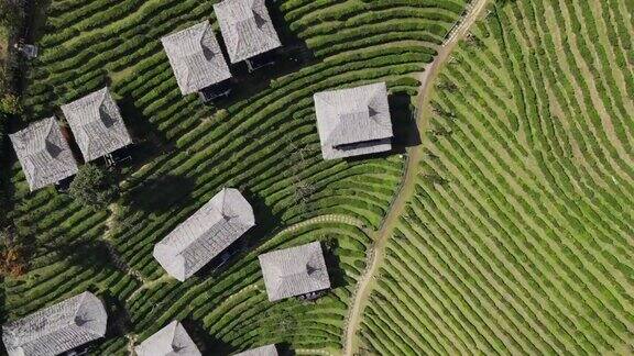 空中拍摄山上的茶园