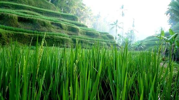 水稻梯田乌布巴厘岛印度尼西亚