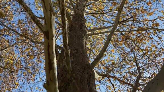 老枫树树干在一个阳光明媚的秋日