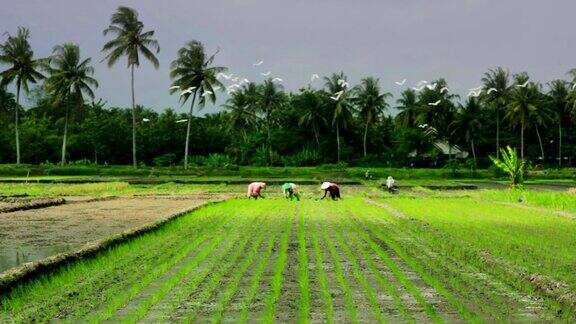 巴厘岛稻田里的农业工人