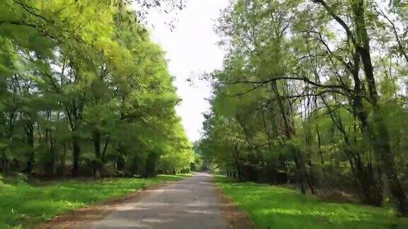 在森林里在两边都是绿树的路上旅行在阳光明媚的夏日里行驶在空旷的柏油路上穿过森林从车里看