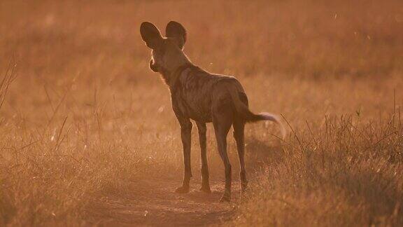 在博茨瓦纳的奥卡万戈三角洲一只非洲野狗在夕阳下遥望远方