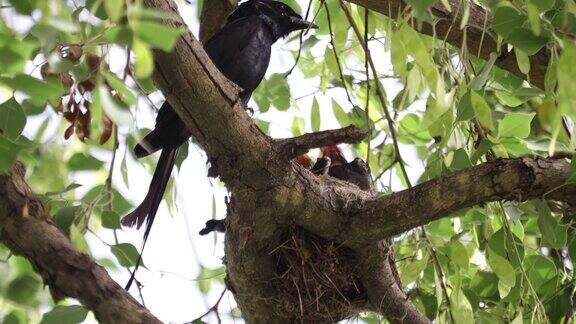 婴儿的drongo