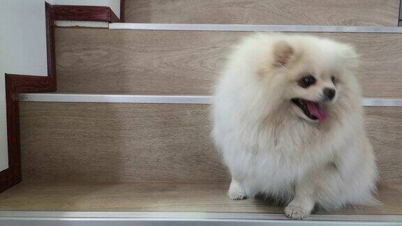 好奇可爱的波美拉尼亚小狗怀疑地歪着头扭着耳朵坐在白色的楼梯上顽皮而好奇的小狗正在和主人玩耍