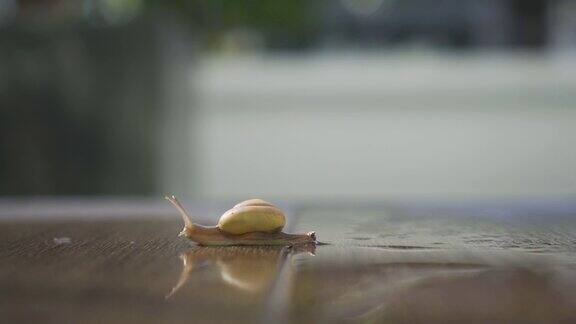 蜗牛在潮湿的木地板上缓慢爬行