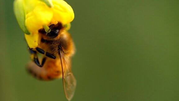 蜜蜂在油菜花周围飞舞