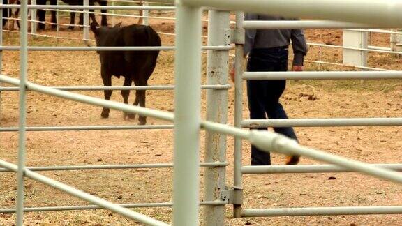小牛在围栏与牛仔高清30P