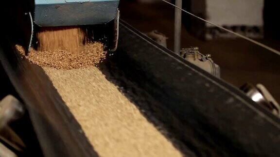 麦粒被倒在移动的传送带上