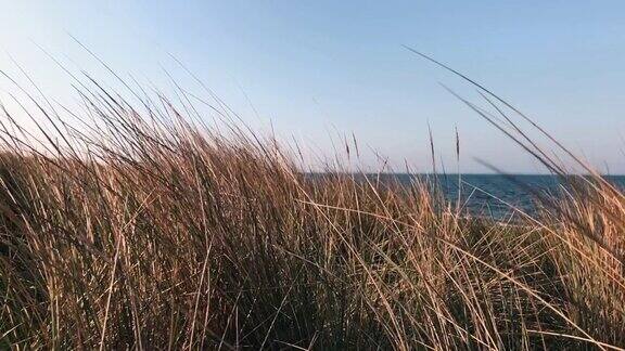 沙滩上的沙丘草
